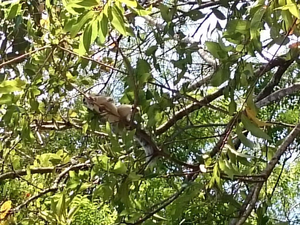 Isanka Lion Lodge Sigiriya Bagian luar foto